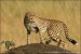(29)Gepard