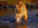 creek-crossing-bengal-tiger.jpg