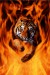 bengal-tiger-jumping-flames.jpg